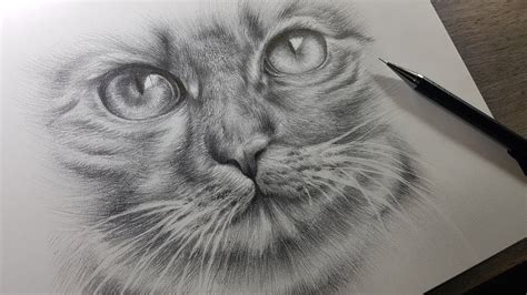 Cómo Dibujar Un Gato Realista A Lápiz Explicado Youtube