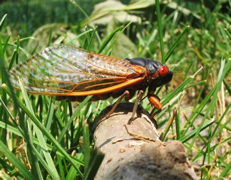 This Spring Millions Of Cicadas Are Set To Emerge In North Carolina After 17 Years Underground
