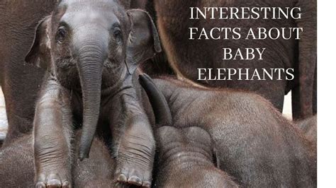 Baby Elephant Interesting Facts Youtube