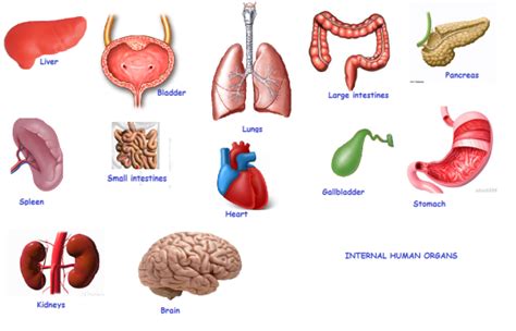 What Are The Different Types Of Organ Transplant Apollo Hospitals Blog