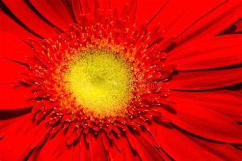 Close Up Of Red Gerbera Flower With Yellow Centre And Beautiful Red