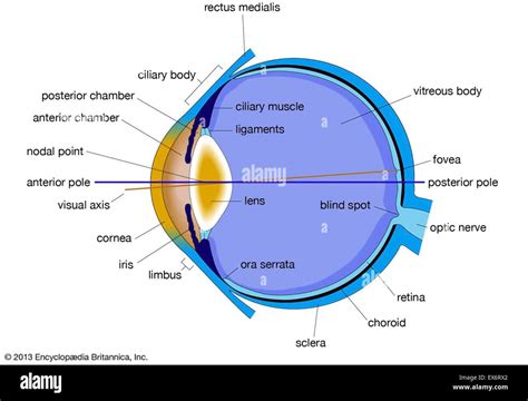 Solved Draw A Diagram Of The Eye And Identify The Corneal Lens Pupil