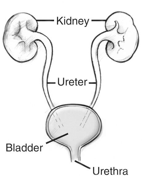 The Urinary Tract Labels Point To The Kidney Ureter Bladder And