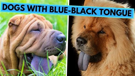 Why Do Chinese Dog Breeds Have Blue Tongues Youtube