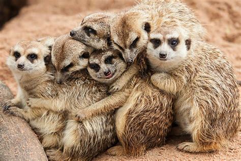 Most Meerkats Live In Underground Burrows In Large Groups Of Up To 40