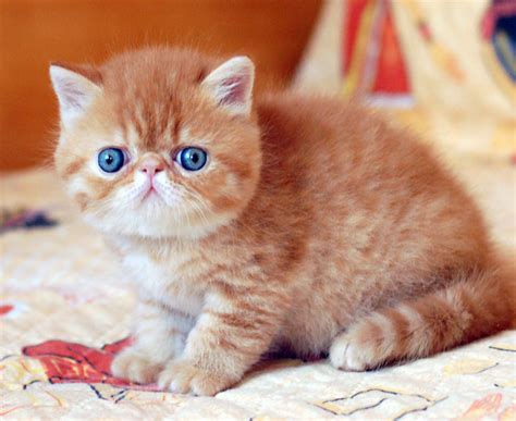 25 Munchkin Cat Black Exotic Shorthair Furry Kittens
