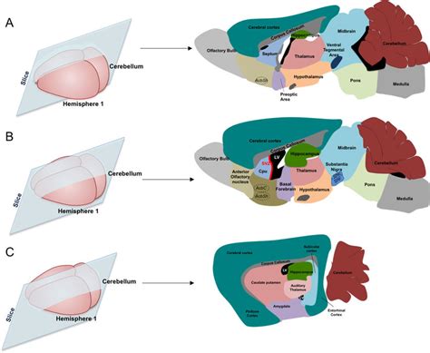 Brain Regions Anatomy Sagittal Section Of Adult Mice Brain From Panel