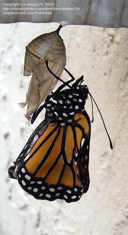 Got Milkweed Attracting Monarch Butterflies To Your Garden Daves