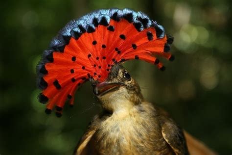 Royal Flycatcher Facts Appearance Location And Status Animal Bliss
