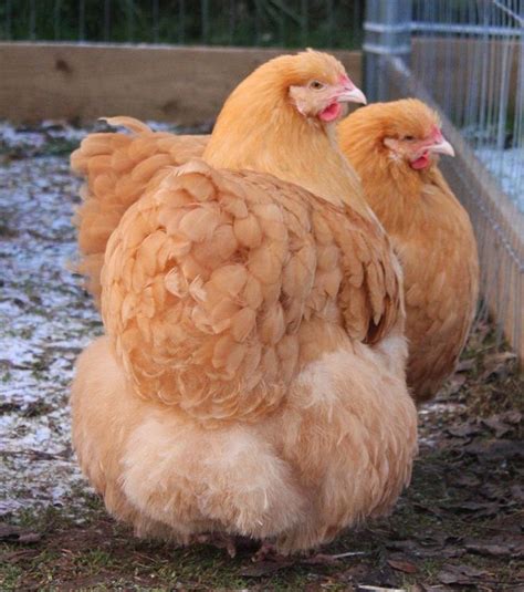 Blueridgepetcenter Buff Orpingtons Chicken Breed Information And Pictures