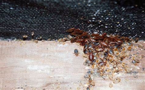 All About Bed Bug Eggs And How To Get Rid Of Them Ibbra
