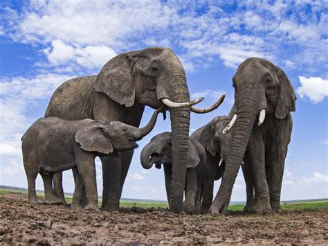 Entérese De Nueve Datos Desconocidos E Interesantes De Los Elefantes