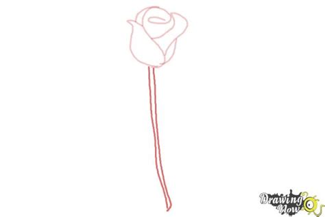 Start drawing the rose by first sketching its overall shape sizing it to your drawing area. How to Draw a Rose Step by Step for Beginners - DrawingNow