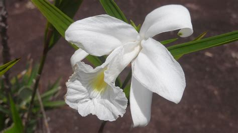 Bunga Anggrek Putih Bunga Bunga Foto Gratis Di Pixabay Pixabay