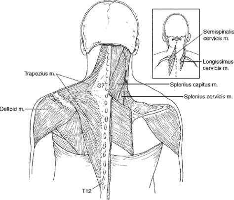 Shoulder Orthopaedic Tests Musculoskeletal Key