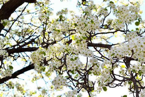 Charming Spring Flowering Tree | Spring flowering trees, Flowering trees