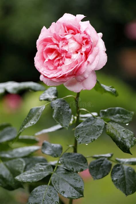 A Beautiful Pink English Rose In The Garden Full Booming Stock Image