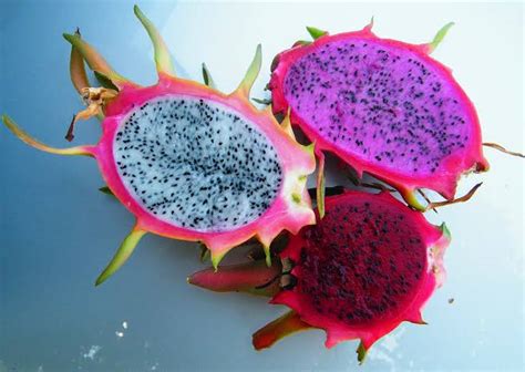 Lampu taman / lampu pilar / lampu taman buah naga Jenis-Jenis Buah Naga yang Paling Enak dan Populer