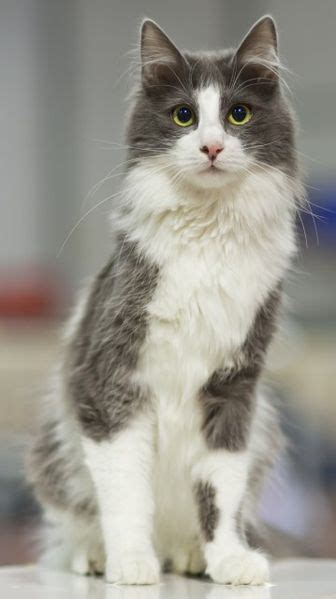 Kucing maine coon ini berasal dari amerika serikat, tepatnya dari daerah bernama maine. kucing: Kucing Maine Coon Mix Parsi