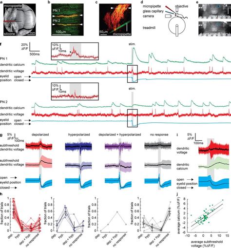 Coincident Parallel Fiber And Climbing Fiber Synaptic Input To Purkinje Download Scientific