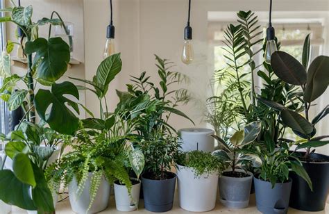 Top Tips For Healthy Houseplants