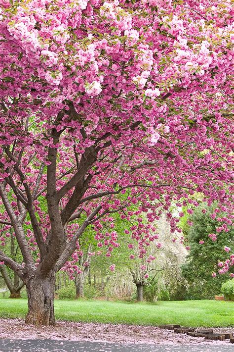11 Best Images About Trees Of Spring On Pinterest Trees Terrace And