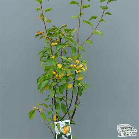 Buy Crab Apple Tree Golden Hornet Malus X Zumi For Uk Delivery