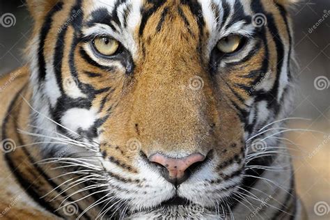 Bengal Tiger Stock Image Image Of Peeping Mammal Camouflage 27780555