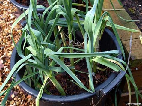 A summary of essential leek facts. Starting onions - Diary of a Brussels Kitchen Garden