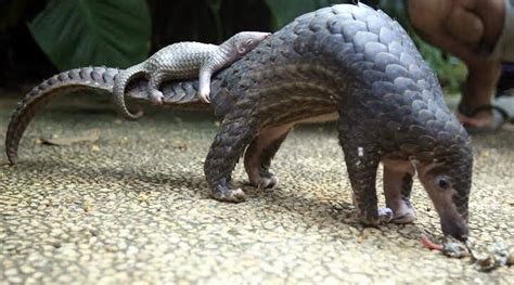 World News China Removes Pangolin Scales From List Of Traditional