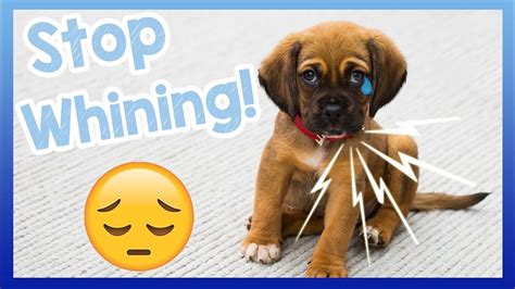 How To Stop Your Dog From Whining Tips For How To Get Your Dog To Stop