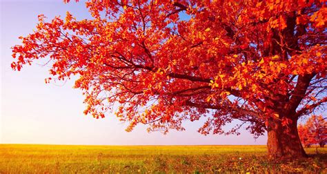 47 Beautiful Tree Hd Wallpapers For Free Download