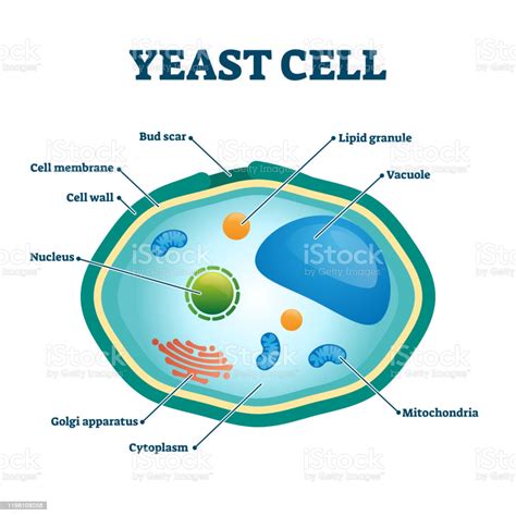 Yeast Cell Vector Illustration Labeled Organism Closeup Structure