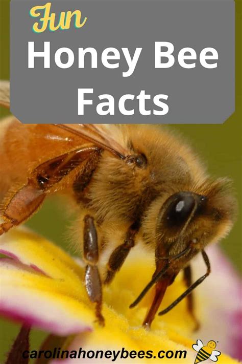 Interesting Facts About Honey Bees In 2021 Honey Bee Facts Bee Facts Bee