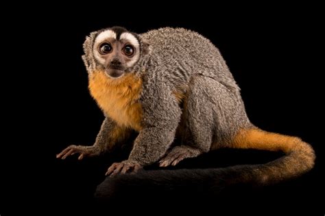 Ani040 00551 Joel Sartore