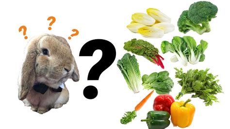 green vegetables for rabbits taka vegetable