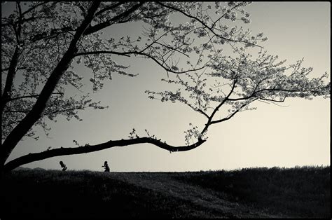 Fondos De Pantalla Rama Cielo árbol En Blanco Y Negro Naturaleza