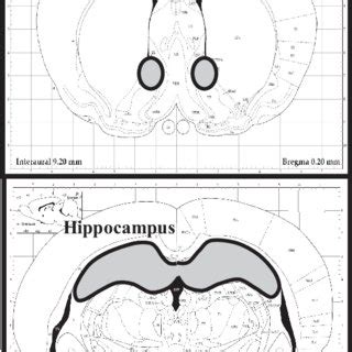 Tag #hpa_image to get featured. Proteine Atlas Rat / Pdf Atlas Of The Postnatal Rat Brain ...