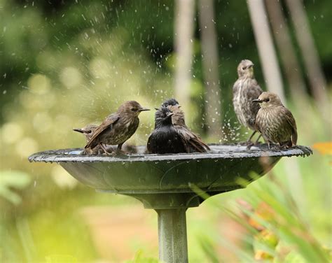 Providing Water For Birds Celebrate Urban Birds