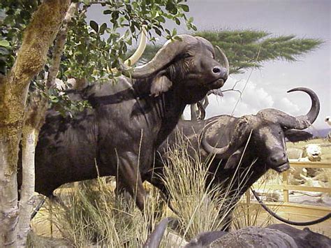 The Cape Buffalo Is One Of The Most Dangerous Animals In Africa 1
