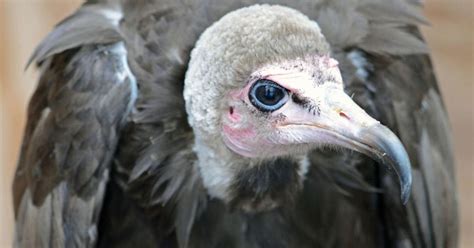 Escaped Vulture Returns To National Aviary Cbs Pittsburgh