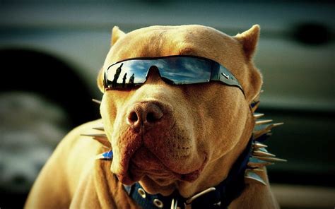 Pitbull Cut Funny Dog Hd Wallpaper Peakpx