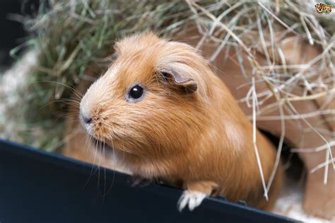 Where do guinea pigs come from