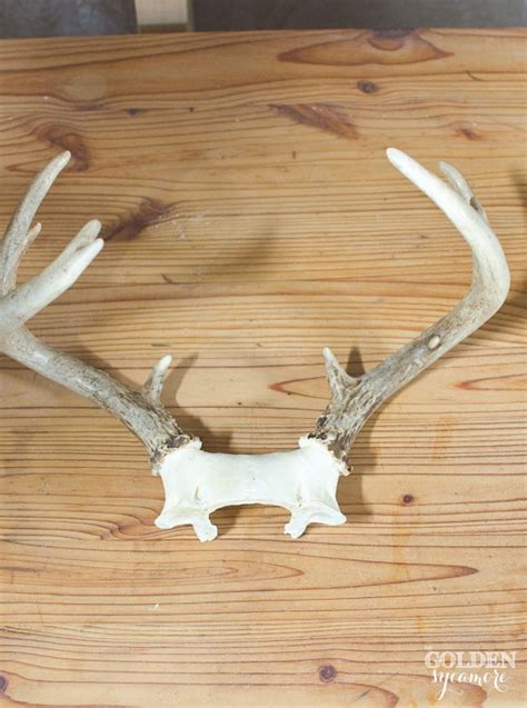 Find expert advice along with how to videos and articles, including instructions on how to make, cook, grow, or do almost anything. DIY Mossy Antler Mount - The Golden Sycamore