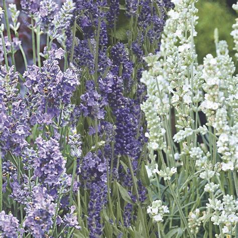 English Lavender Ellagance Lavandula Angustifolia My Garden Life