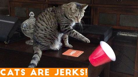 Cats Are Jerks Try Not To Laugh Hilarious Grumpy Cats