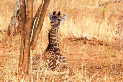 Baby Giraffes Get Spot Patterns From Mom Earth Earthsky