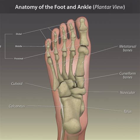 Anatomy Of The Foot And Ankle Plantar View Trialexhibits Inc