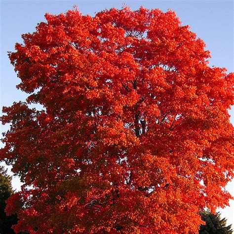 It does well in full sun to partial shade in the slightly acidic to neutral potting medium. 5 Best Shade Trees That Grow Well Anywhere in America