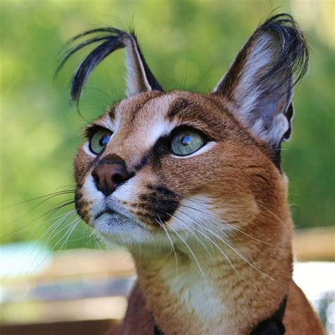 Read our list of top 10 cats with big ears for more. Pin on unusual views of cats